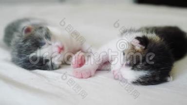 <strong>搞笑视频</strong>两只宠物可爱新生小猫睡觉团队在床上.. 宠物概念宠物概念。 小猫斑纹